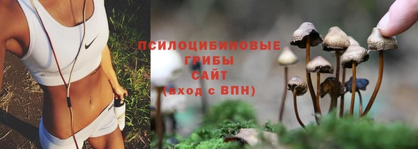 стаф Каменка